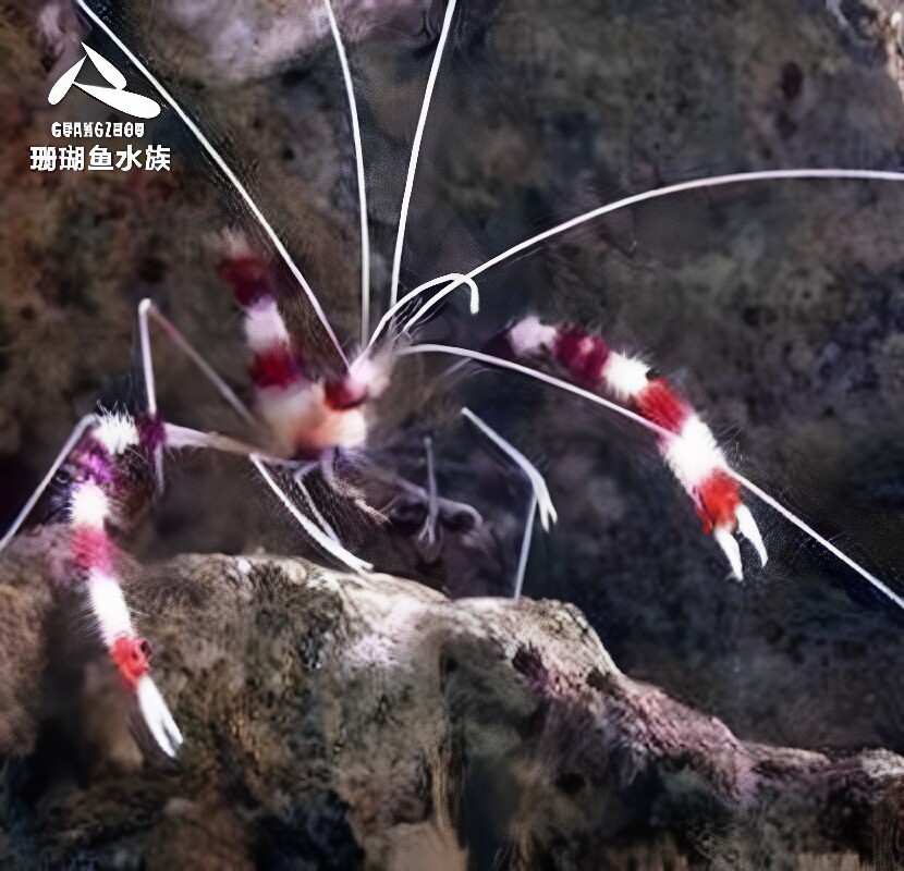 海水鱼虾美人海葵虾性感机械紫光虾薄荷火焰白须龙虾麒麟虾美人虾