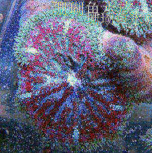 海水鱼海水观赏鱼活体珊瑚热带鱼宠物鱼海水神仙鱼彩色小地毯海葵