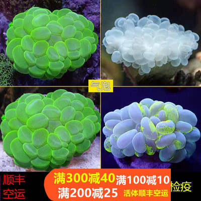大气泡珊瑚LPS海水鱼缸生物