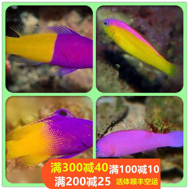 紫草莓双色草莓印尼双色草莓美国草莓鬼王海水鱼活体快递发货包活,宠物/宠物食品及用品,鱼,淘宝优惠券,粉丝福利购,淘宝优惠卷