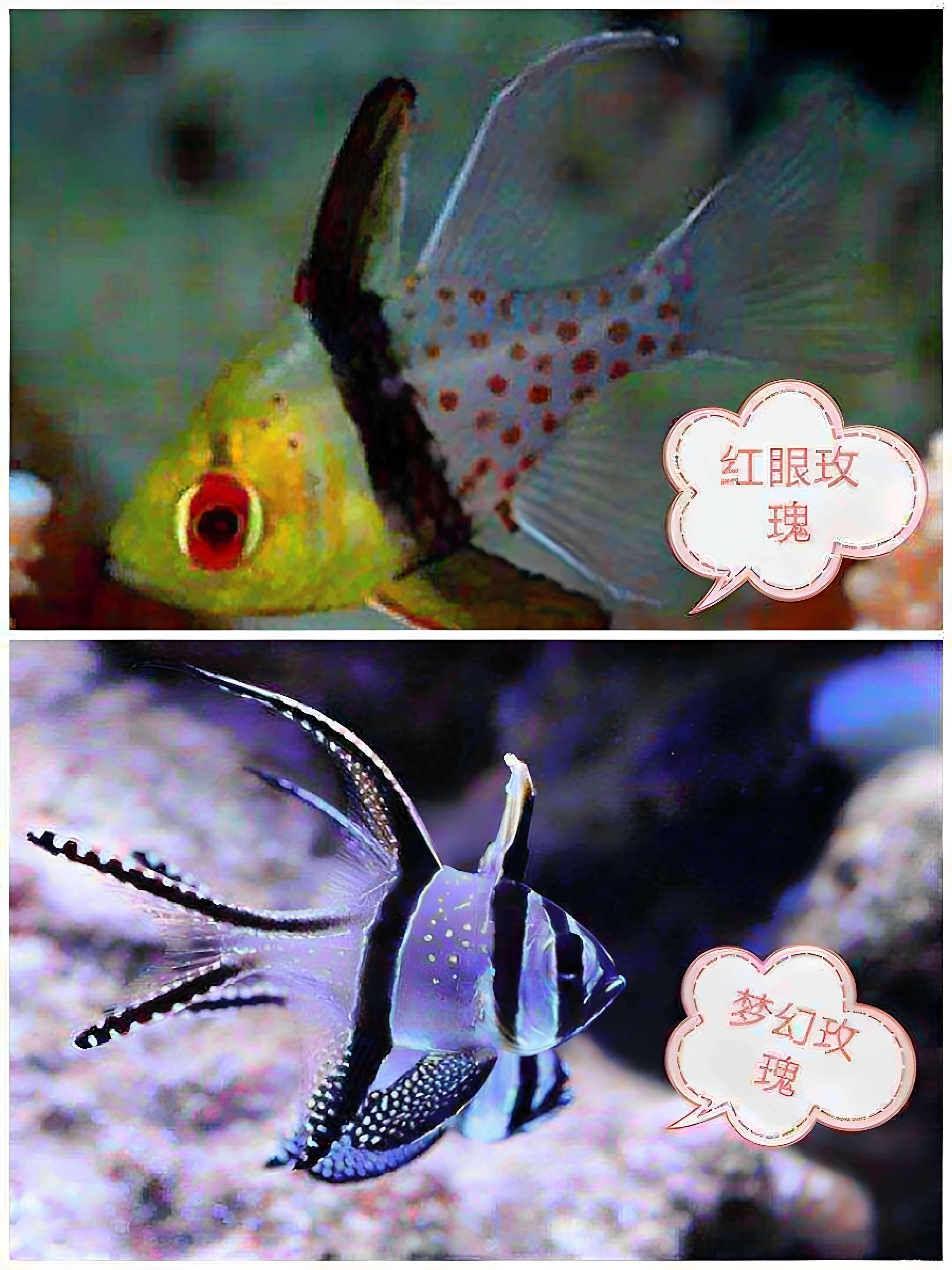 水族海水鱼玫瑰活体海水观赏鱼