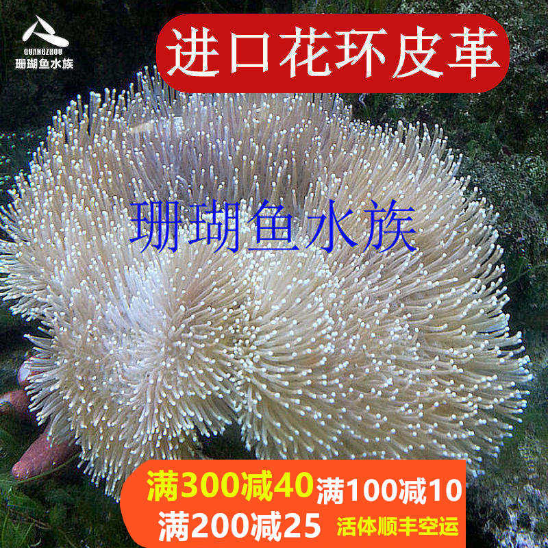 顺丰包活皮革白花皮革花环皮革手指皮革水温请控26度左右,宠物/宠物食品及用品,其它水族宠物,淘宝优惠券,粉丝福利购,淘宝优惠卷