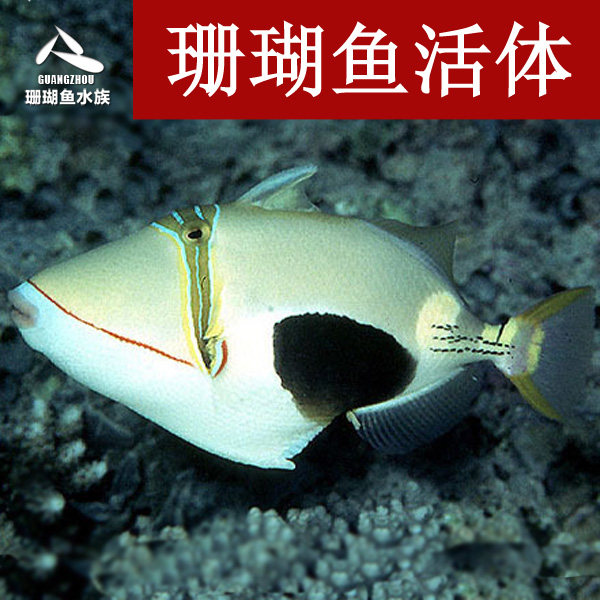 海水鱼黑肚炮弹小丑炮弹魔鬼炮弹鸳鸯炮弹海水鱼缸小丑鱼蓝吊炮弹