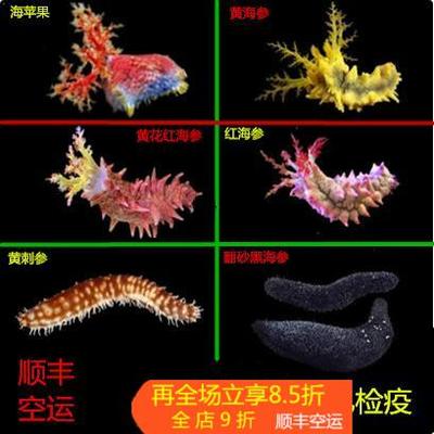 翻砂海参红海参黄海参海水鱼活体珊瑚滤食食藻黑海参翻砂活体生物