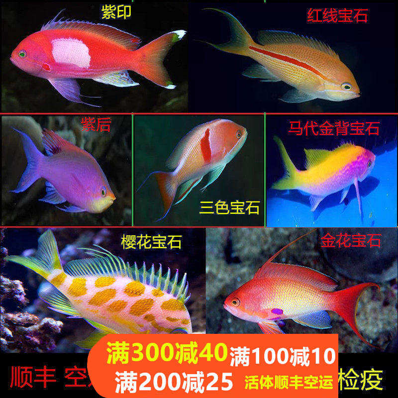 紫罗兰海金鱼蓝眼宝石鱼夏威夷宝石紫印鱼活体海水观赏鱼水族小丑