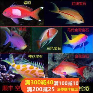 紫罗兰海金鱼蓝眼宝石鱼夏威夷宝石紫印鱼活体海水观赏鱼水族小丑