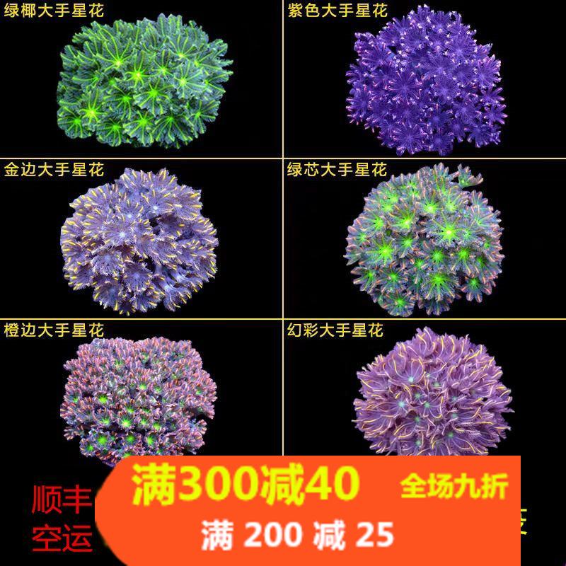 绿海缸易养软体活物手星花珊瑚