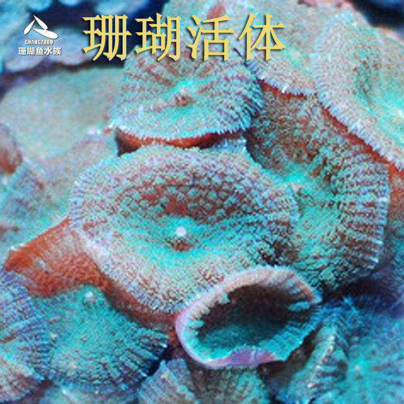 活体观赏鱼绿香菇大眼绿纽扣