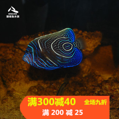 热带东非蓝圈神仙活体水族宠物
