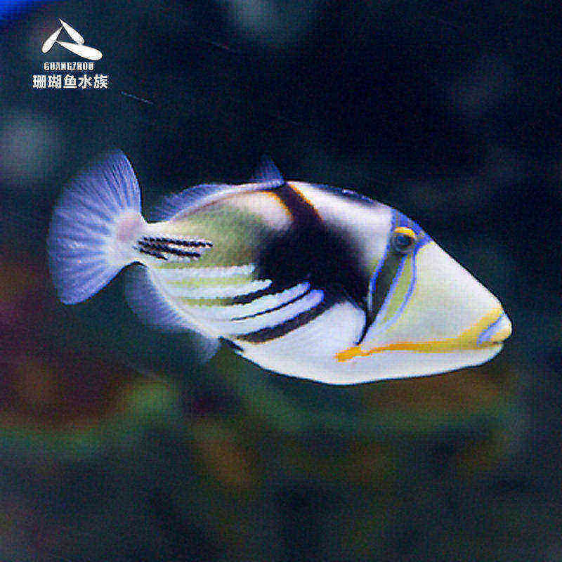 海水鸳鸯小丑黄纹炮弹鱼