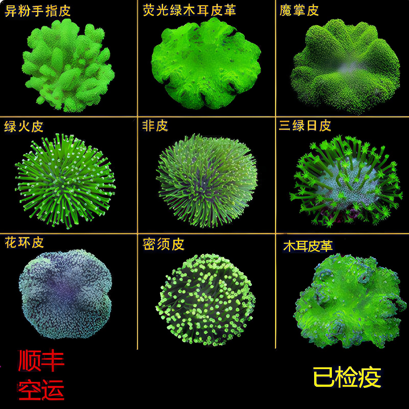 颜色漂亮形态飘逸海水珊瑚活体