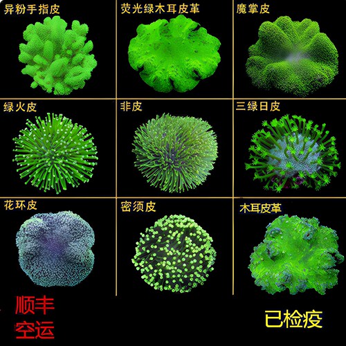 颜色漂亮形态飘逸海水珊瑚活体