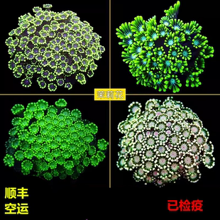 茉莉花水仙茉莉珊瑚澳洲长须茉莉幻彩粉茉莉大合集海水活体珊瑚
