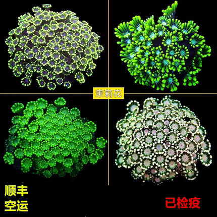 茉莉花水仙茉莉珊瑚澳洲长须茉莉幻彩粉茉莉大合集海水活体珊瑚