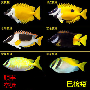 活体群游进口人工黄狐狸小丑鱼金兔仔印度七彩黄狐狸海水鱼尼莫