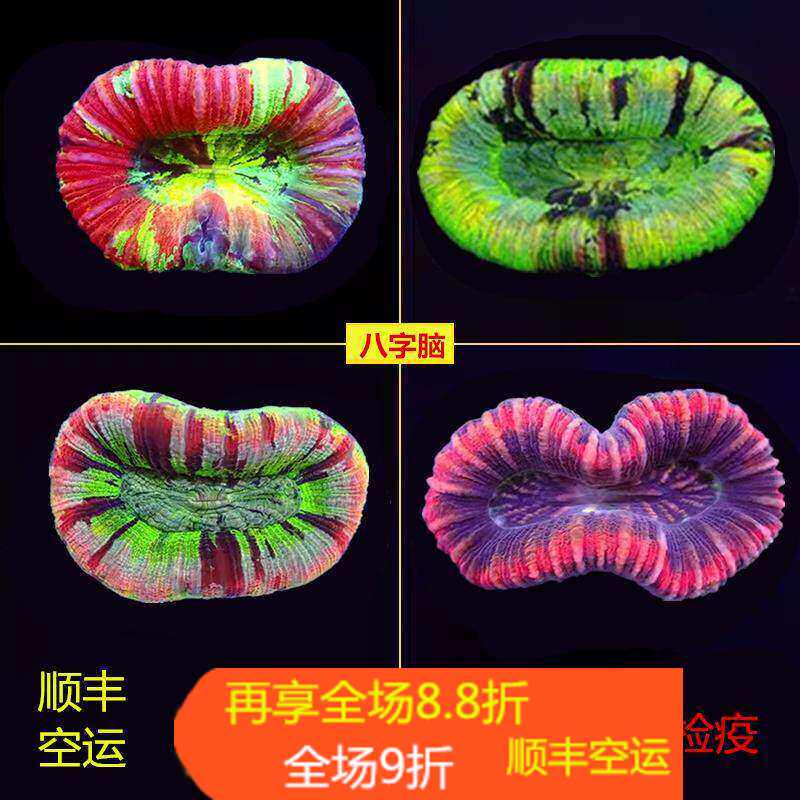 海水珊瑚活体澳洲甜甜圈彩虹糖果脑巴厘脑彩色油彩开放脑八字脑