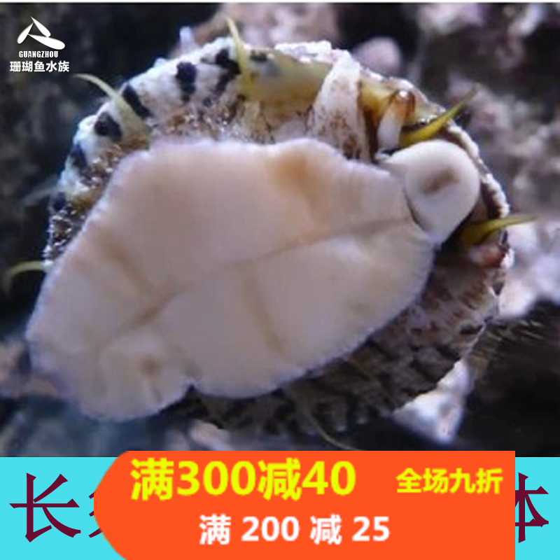 顺丰新款珊瑚鱼水族金环螺海猪
