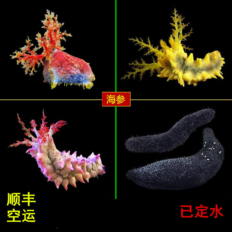 翻砂海参红海参黄海参海水鱼活体珊瑚滤食食藻黑海参翻砂活体生物