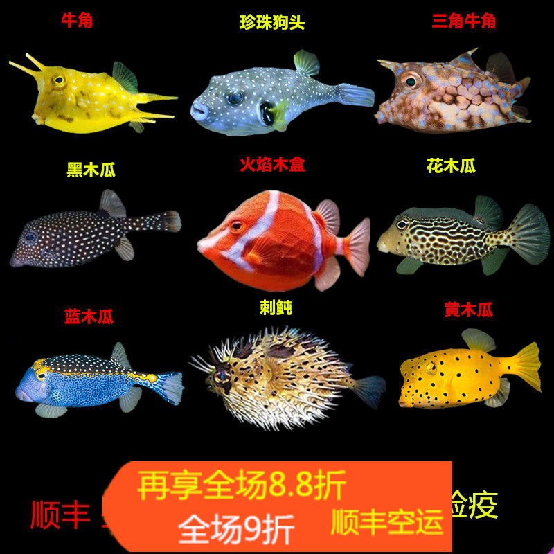 牛角六角金木瓜鱼狗头箱鲀海水鱼活体珊瑚活体海水缸已检疫吃管虫