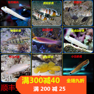 翻砂滤沙海水鱼虾虎吃藻缸底清理