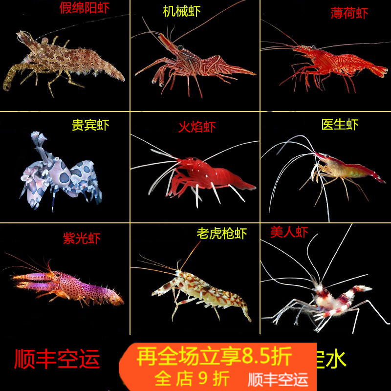 功能虾海水医生虾清洁虾