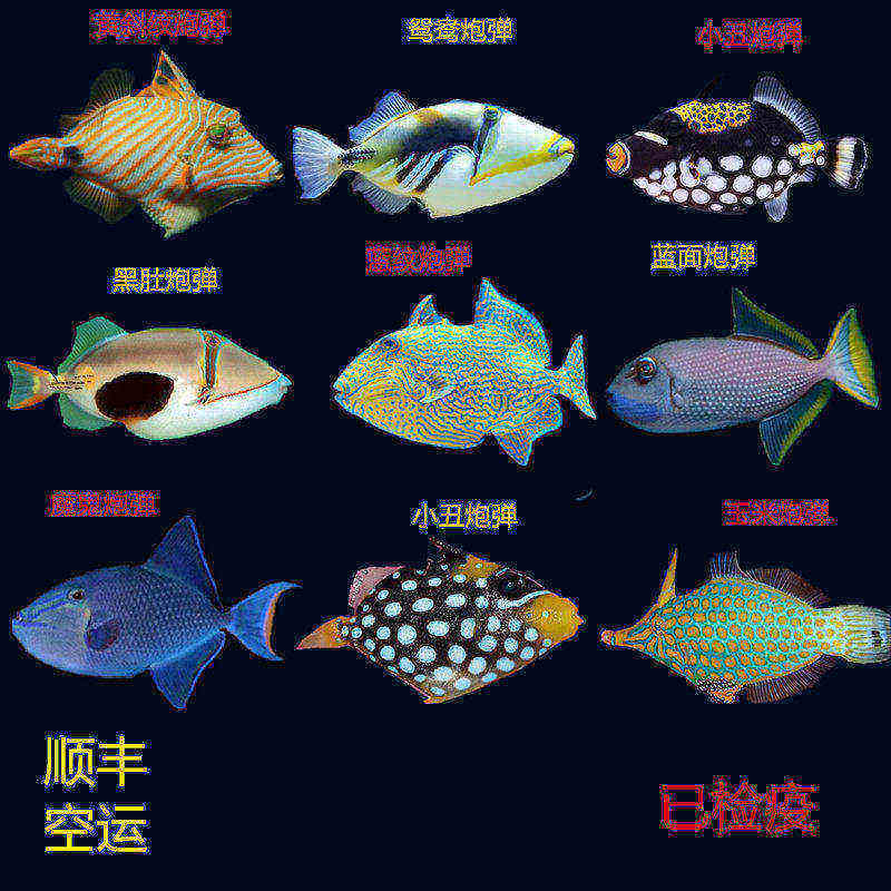小丑鸳鸯魔鬼玉米黑肚蓝纹毛毛炮弹海水鱼活体海水缸已检疫小丑鱼