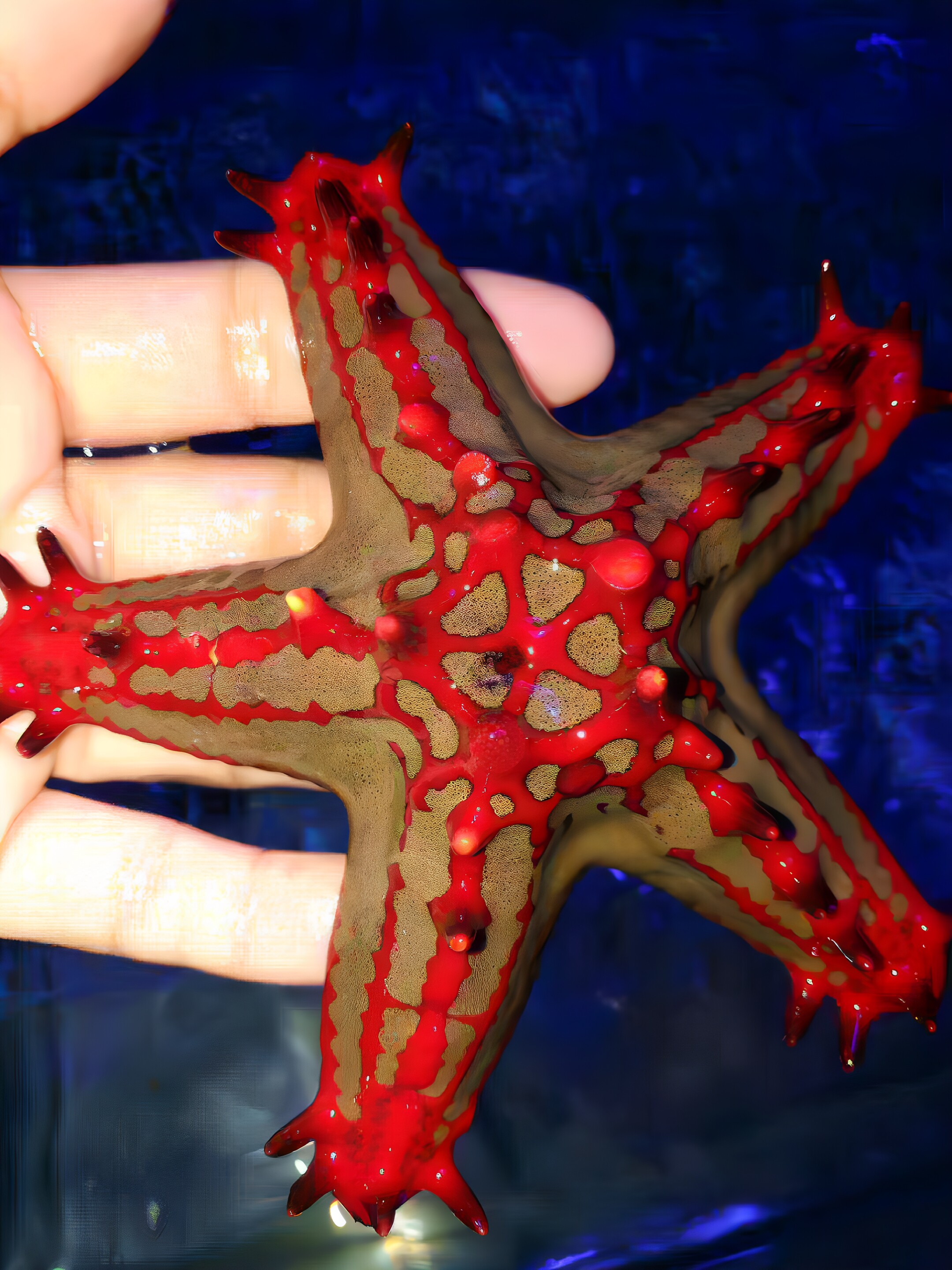 海水鱼 海水观赏鱼活体珊瑚 热带鱼宠物鱼朱古力海星鱼巴里红海星