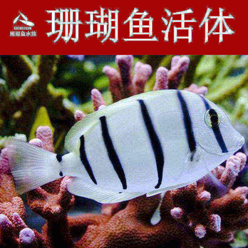 全国顺丰包活海水鱼斑马