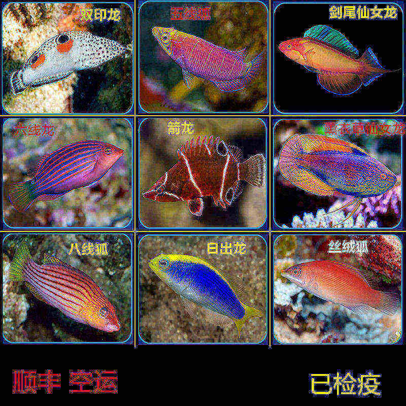 六线日出双印薰衣草仙女龙五八线狐矛纹雀隆头科海水鱼活体海水鱼