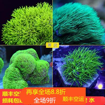 颜色漂亮容易养会繁殖荧光绿草皮