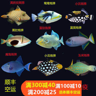 小丑鸳鸯魔鬼玉米黑肚蓝纹毛毛炮弹海水鱼活体海水缸已检疫小丑鱼