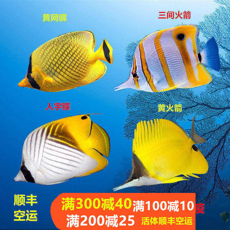 三间火箭黄火箭黄网鲽黄金鲽鱼海水鱼活体珊瑚海水缸较难养小丑鱼,宠物/宠物食品及用品,鱼,淘宝优惠券,粉丝福利购,淘宝优惠卷
