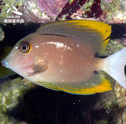 热带三色火箭活体水族宠物