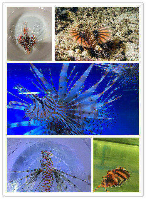 海水鱼 海水观赏鱼活体珊瑚 热带鱼宠物鱼海水神仙鱼印尼象鼻狮子