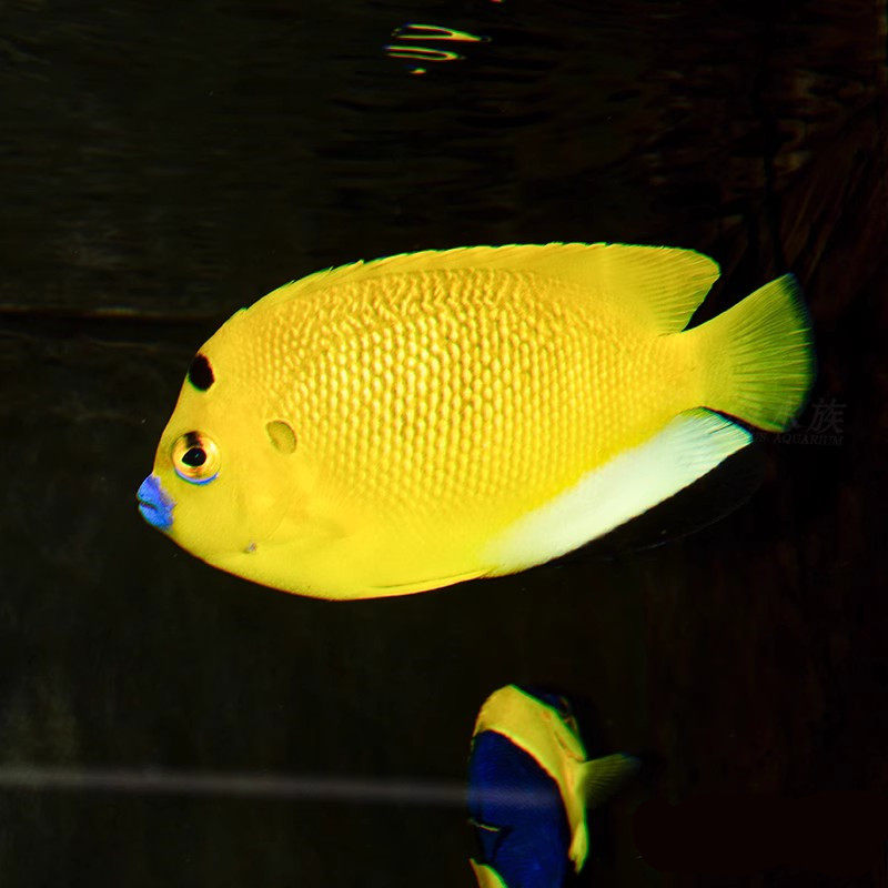 海水鱼蓝嘴神仙颜色多彩
