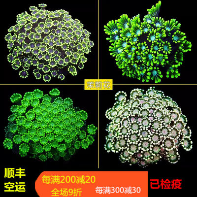 茉莉花活体珊瑚颜色漂亮容易养活
