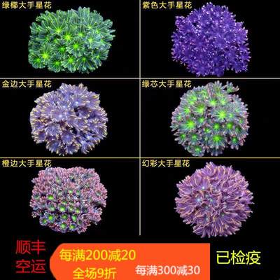 绿海缸易养软体活物手星花珊瑚