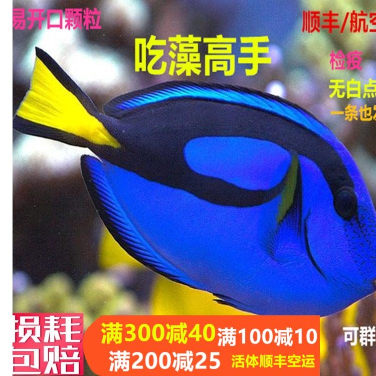 蓝吊粉蓝七彩吊蓝海水鱼天狗吊海水观赏鱼金毛观赏鱼活体小丑鱼活