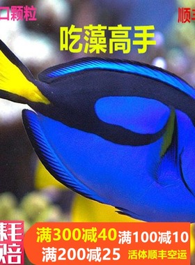 蓝吊粉蓝七彩吊蓝海水鱼天狗吊海水观赏鱼金毛观赏鱼活体小丑鱼活