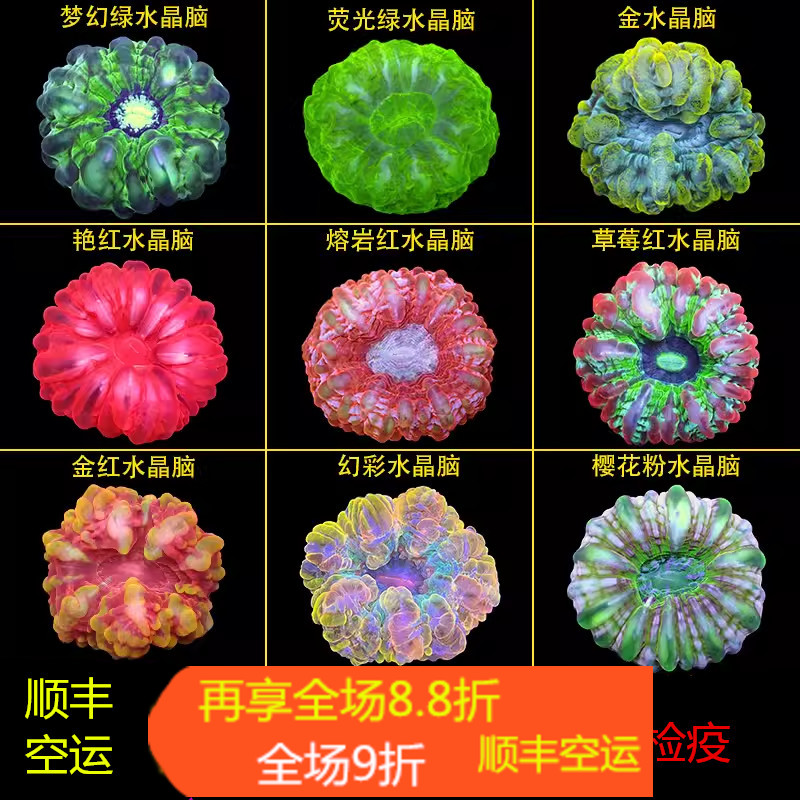 红水晶脑珊瑚活物印尼绿水晶