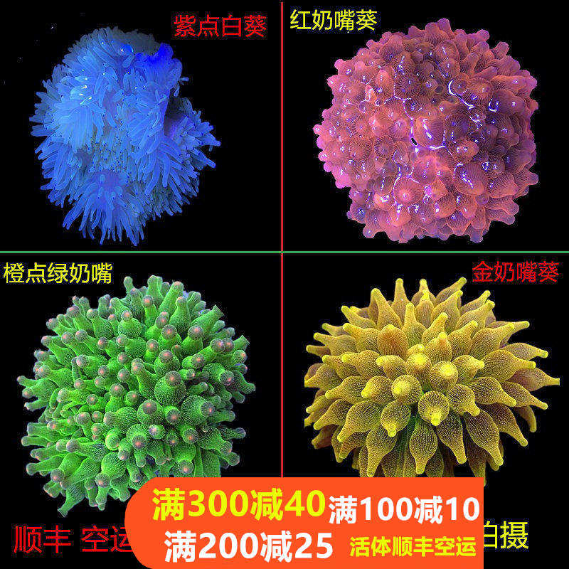 奶嘴海葵荧光绿奶嘴红奶嘴海葵活体珊瑚绿地毯小丑鱼共生海葵软体,宠物/宠物食品及用品,其它水族宠物,淘宝优惠券,粉丝福利购,淘宝优惠卷