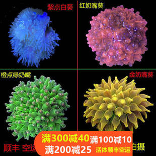 奶嘴海葵荧光绿奶嘴红奶嘴海葵活体珊瑚绿地毯小丑鱼共生海葵软体