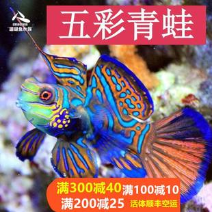 海水青蛙海水鱼活体珊瑚鱼五彩青蛙红青蛙圆点金翅火麒麟五彩青蛙