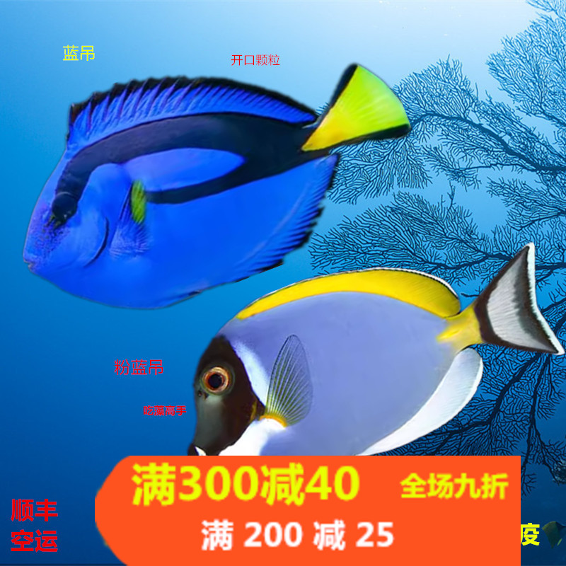 颜色漂亮吃藻群游容易开口长的快