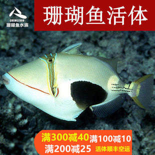 海水鱼黑肚炮弹小丑炮弹魔鬼炮弹鸳鸯炮弹海水鱼缸小丑鱼蓝吊炮弹