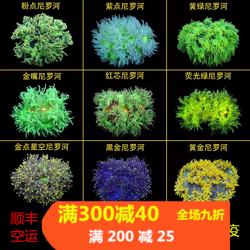 尼罗河珊瑚荧光绿长须