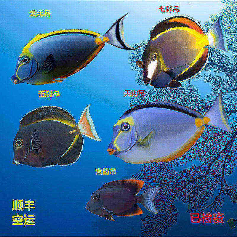 七彩天狗金毛火箭吊倒吊类食藻除藻海水鱼活体海水缸观赏鱼小丑鱼