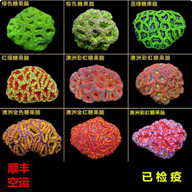 糖果脑糖果颜色鲜艳漂亮