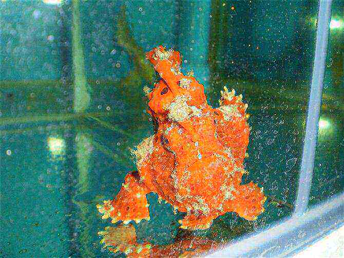 海水鱼热带水族宠物 印尼红五脚虎 海水鱼缸热带鱼宠物活体观赏鱼