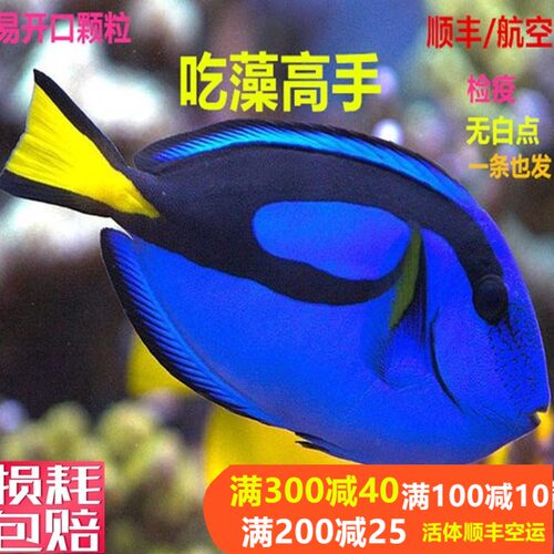 七彩金毛活体海水观赏鱼